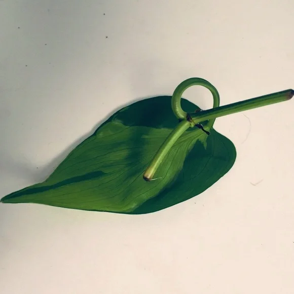 HOUSE PLANT CUTTINGS!! RARE Heartleaf Philodendron BRASIL Cutting, + many others - Picture 3 of 10